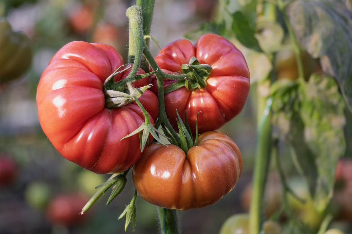 200 Pink Ponderosa Tomato (Lycopersicon) Seeds