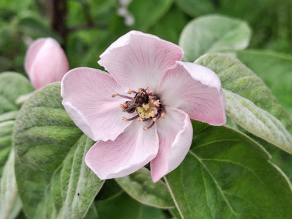 20 Common Culinary Quince (Cydonia Oblonga) Seeds
