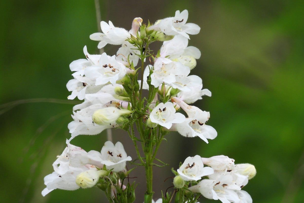 1000 WHITE FOXGLOVE BEARDTONGUE Penstemon Digitalis Flower Seeds