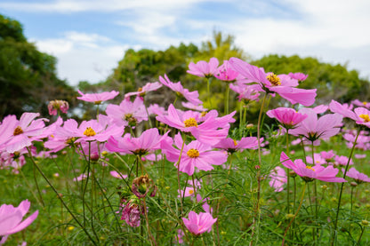 200 TALL PINK COSMOS Bipinnatus Flower Seeds