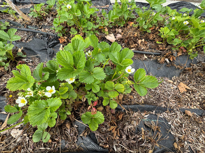 20 Pineapple Crush Strawberry (Fragaria Vesca) Seeds