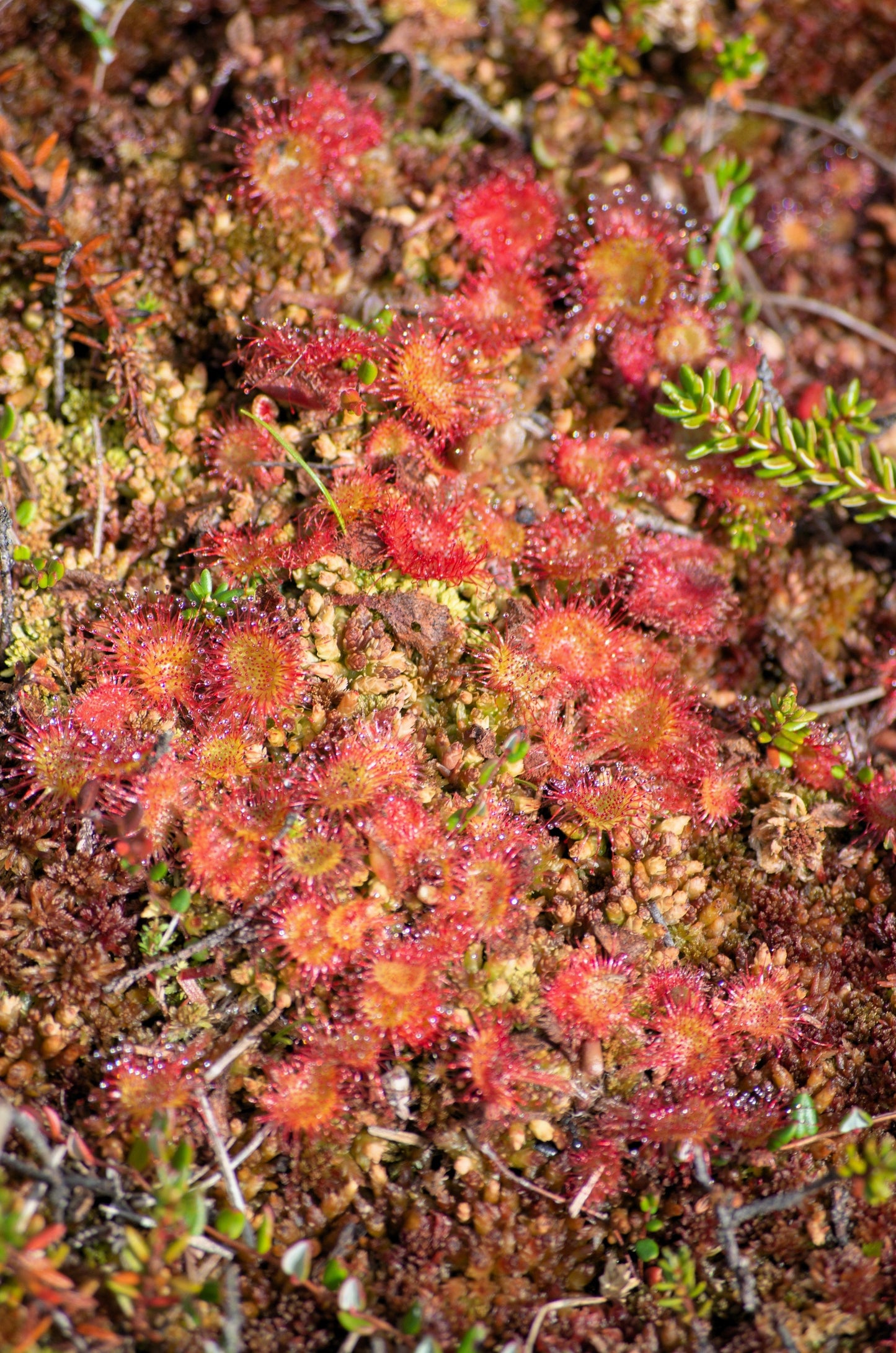 10 Carnivorous Sundew Plant (Drosera) Seeds