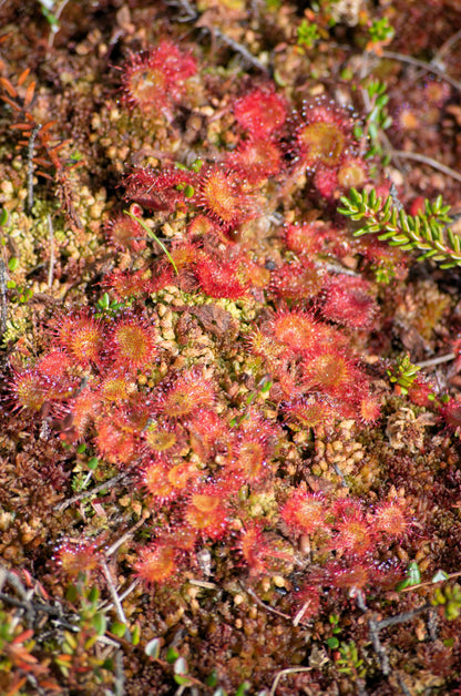 10 Carnivorous Sundew Plant (Drosera) Seeds