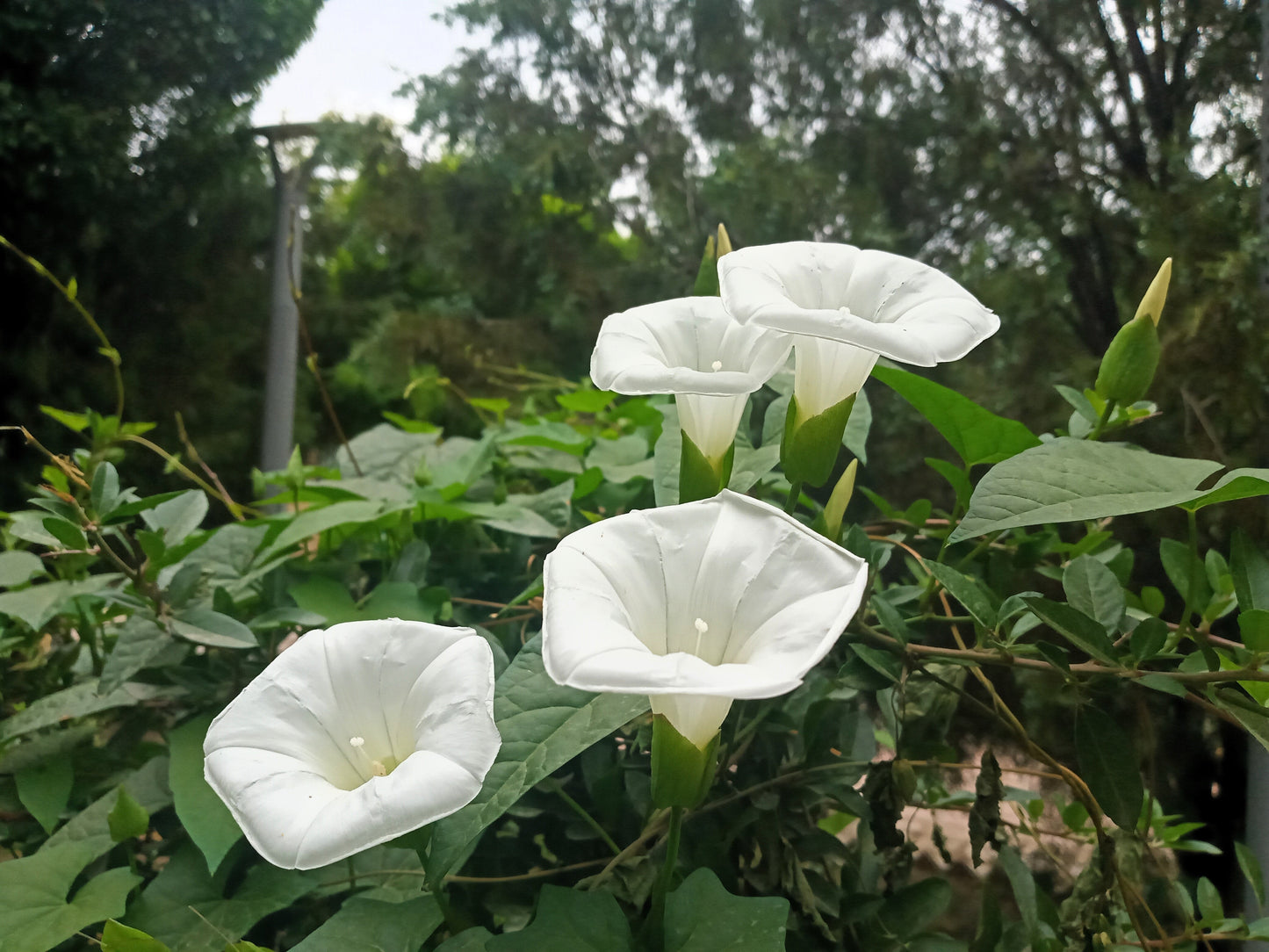 50 Moon Flower (Ipomoea Alba) Seeds