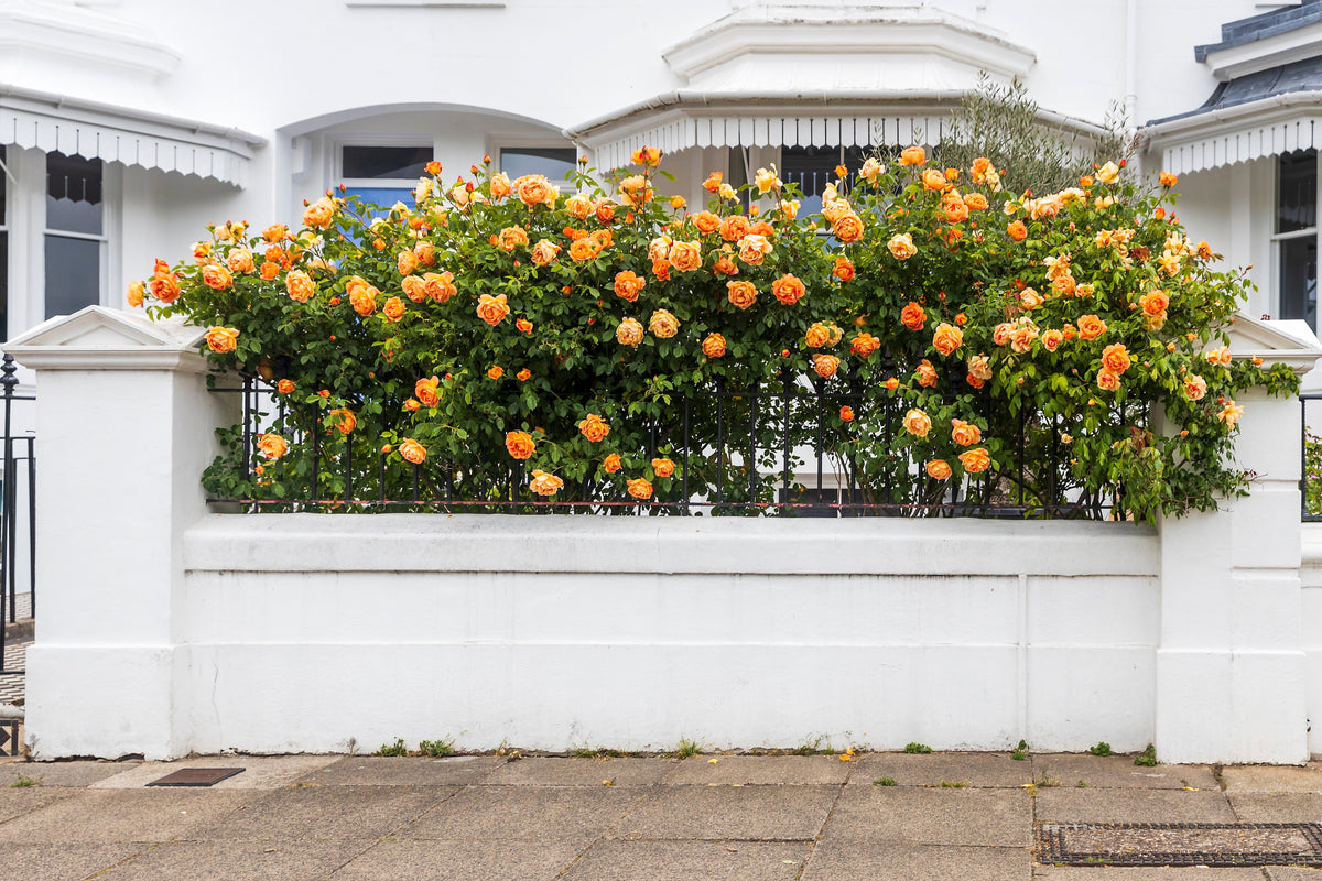 Orange Climbing Rose (Rosa spp.) Seeds – 5 ct
