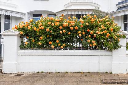 Orange Climbing Rose (Rosa spp.) Seeds – 5 ct