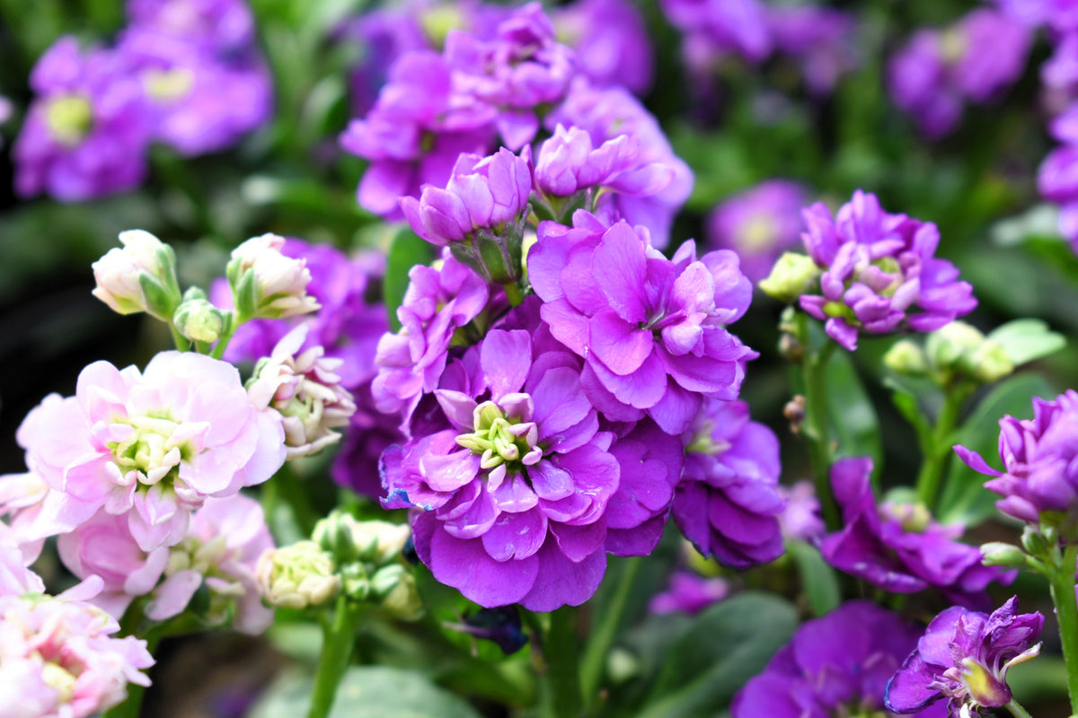 50 BLUE STOCK Matthiola Incana Ten-Week Gillyflower Seeds