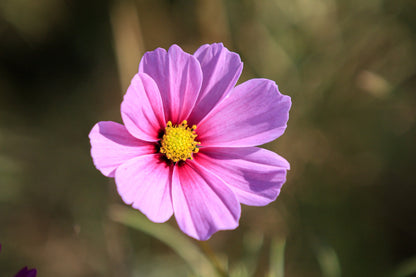 300 DWARF PINK COSMOS Cosmos Bipinnatus Flower Seeds