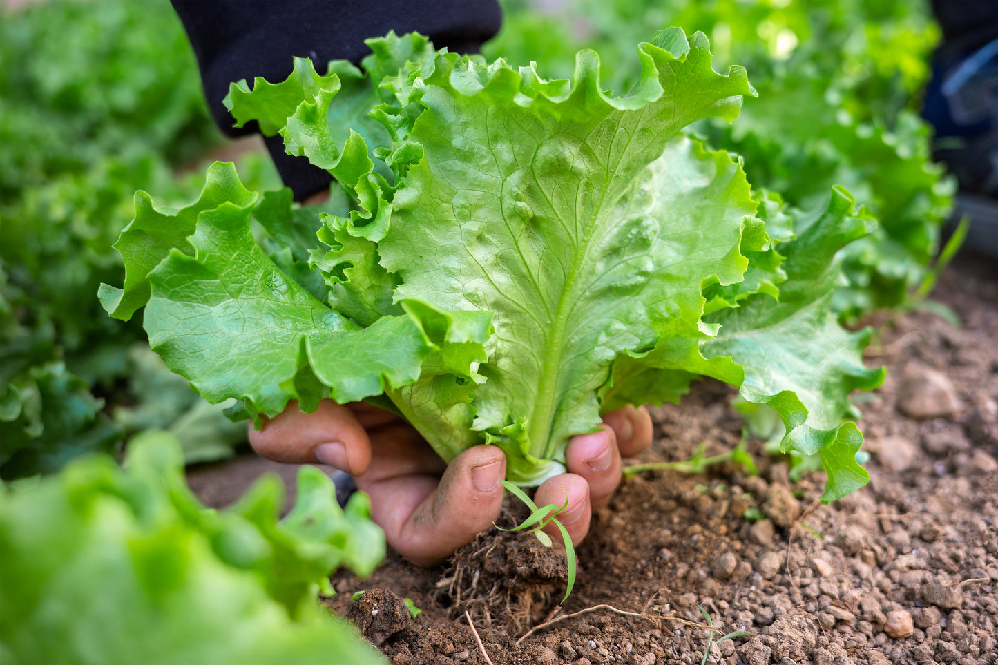3000 Black Seeded Simpson Leaf Lettuce (Lactuca Sativa) Seeds
