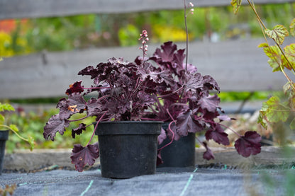 50 Palace Purple Heuchera (Heuchera Micrantha) Seeds
