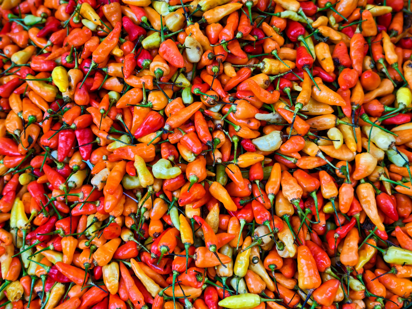 30 Birds Eye / Chilitepin Pepper (Capsicum Frutescens) Seeds