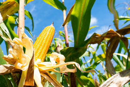 100 IOCHIEF Yellow SWEET CORN Aas Winner Zea Mays Vegetable Seeds