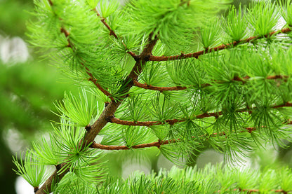25 European Larch Tree (Larix Decidua) Seeds