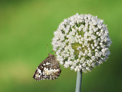 500 Broad London Leek (Allium Porrum) Seeds