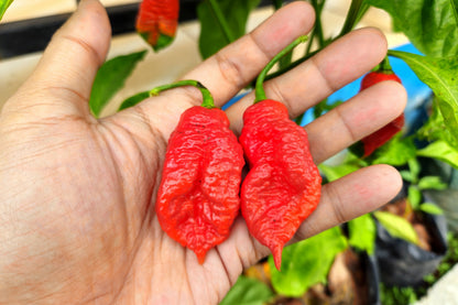 Ghost Pepper (Bhut Jolokia) (Capsicum chinense) Seeds – 20 ct