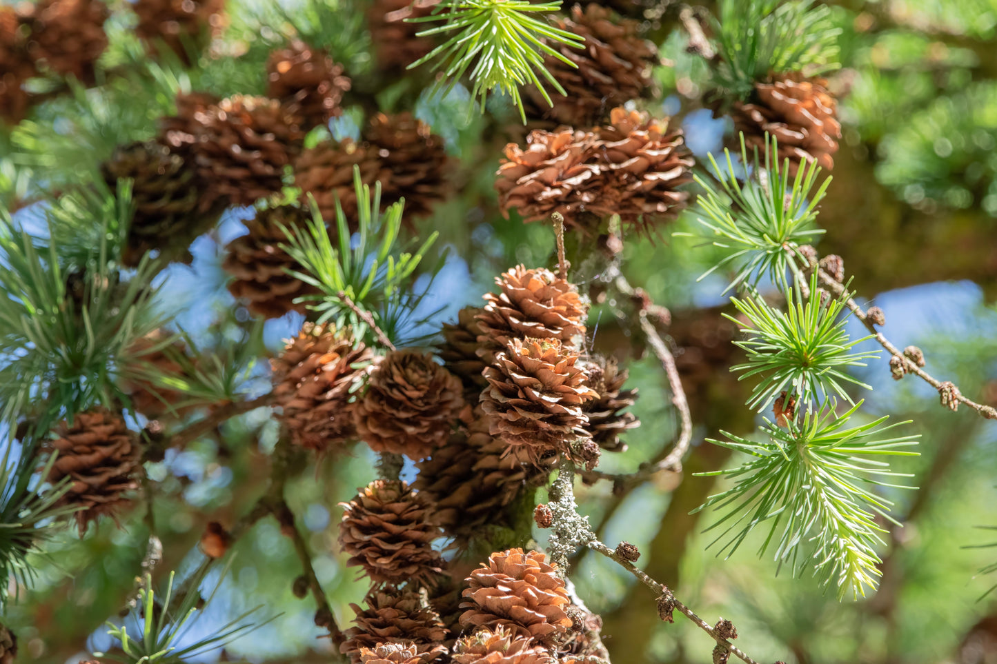 25 Japanese Larch Tree (Larix Kaempferi) Seeds