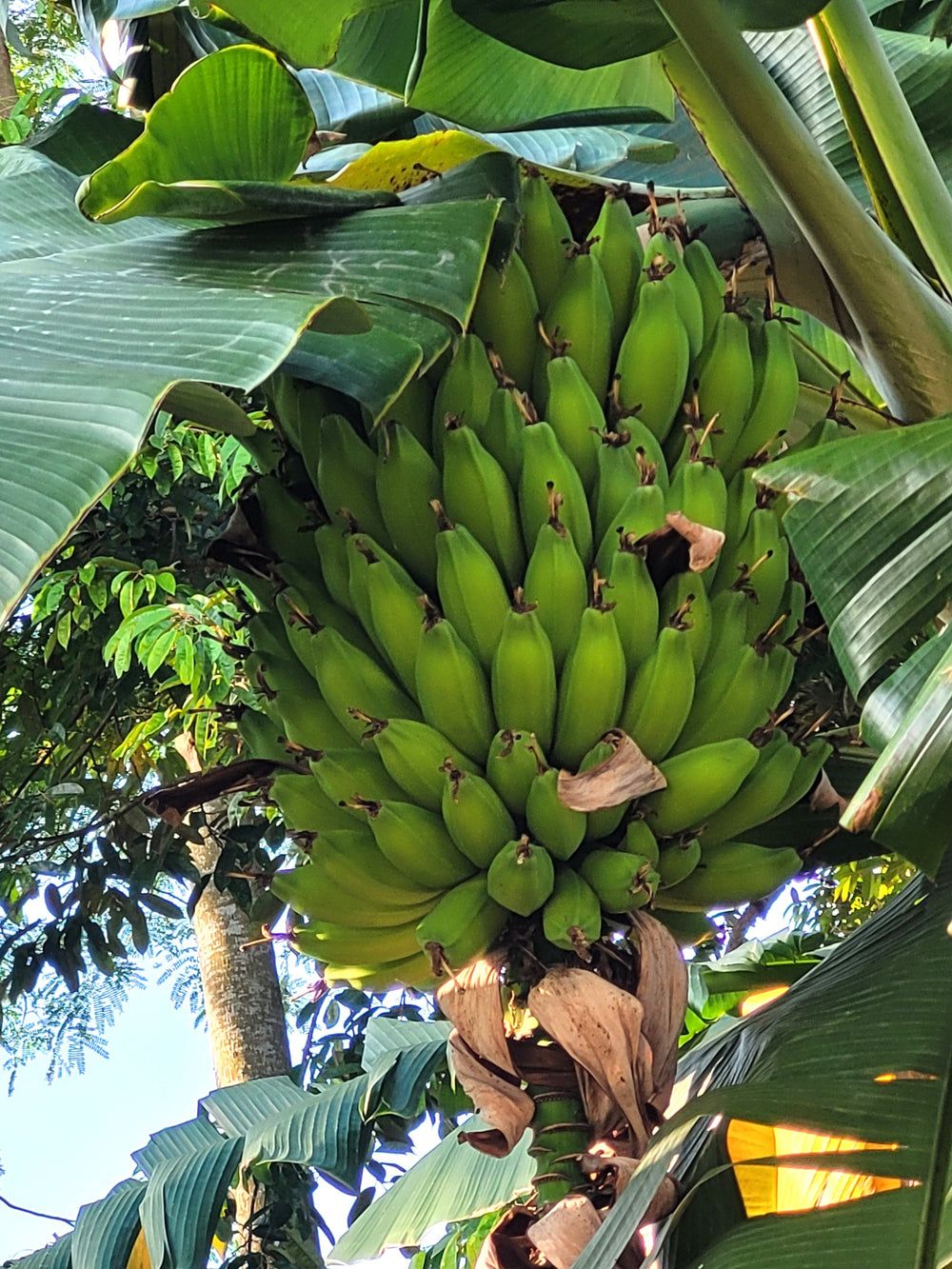 Plantain Banana (Musa balbisiana) Seeds – 5 ct