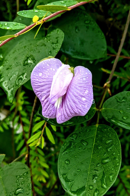 50 Purple Pinkeye Cowpea (Vigna Unguiculata) Seeds