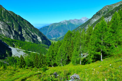 25 European Larch Tree (Larix Decidua) Seeds