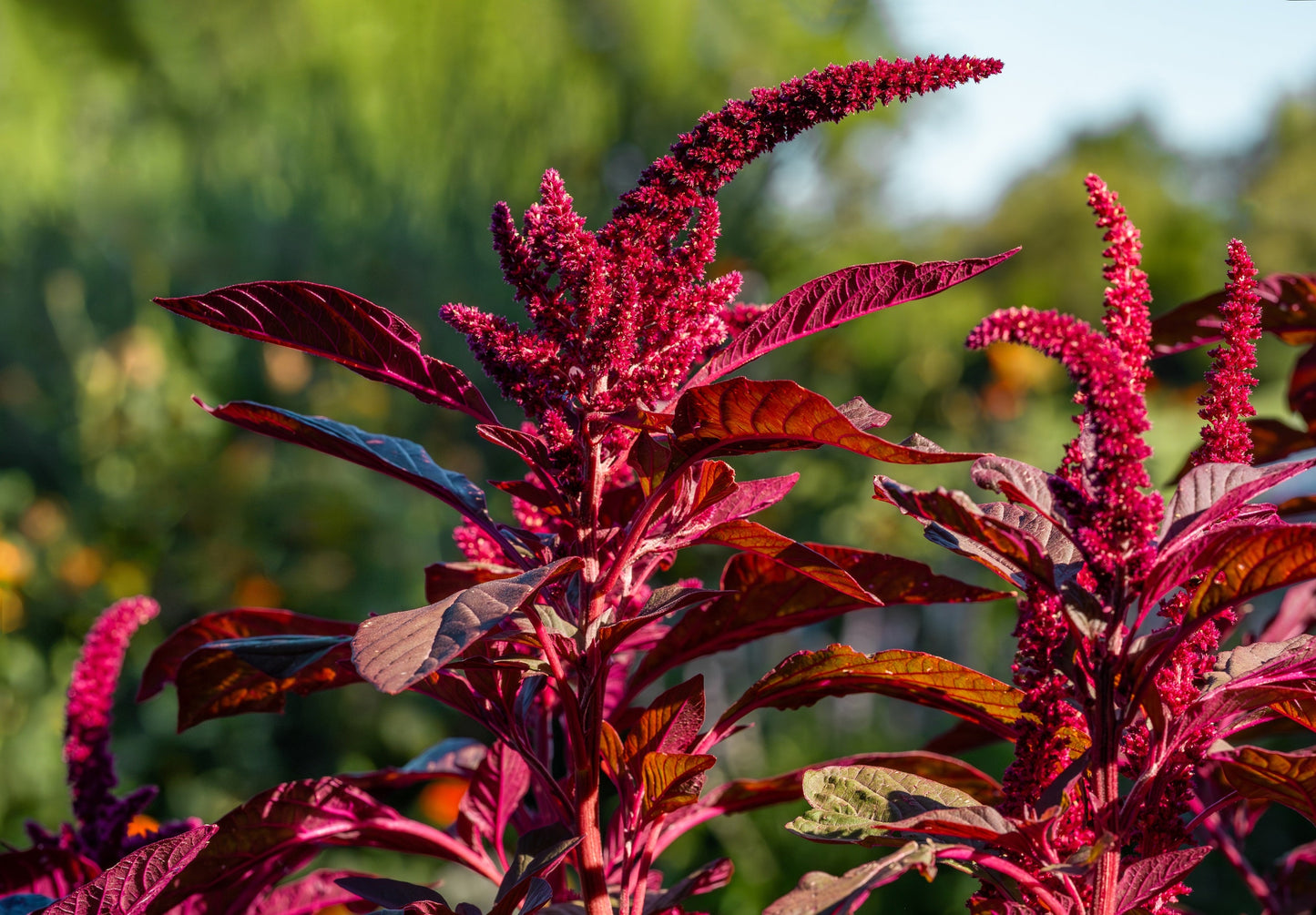 500 Red Garnet Amaranth (Amaranthus Tricolor) Seeds