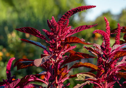 500 Red Garnet Amaranth (Amaranthus Tricolor) Seeds