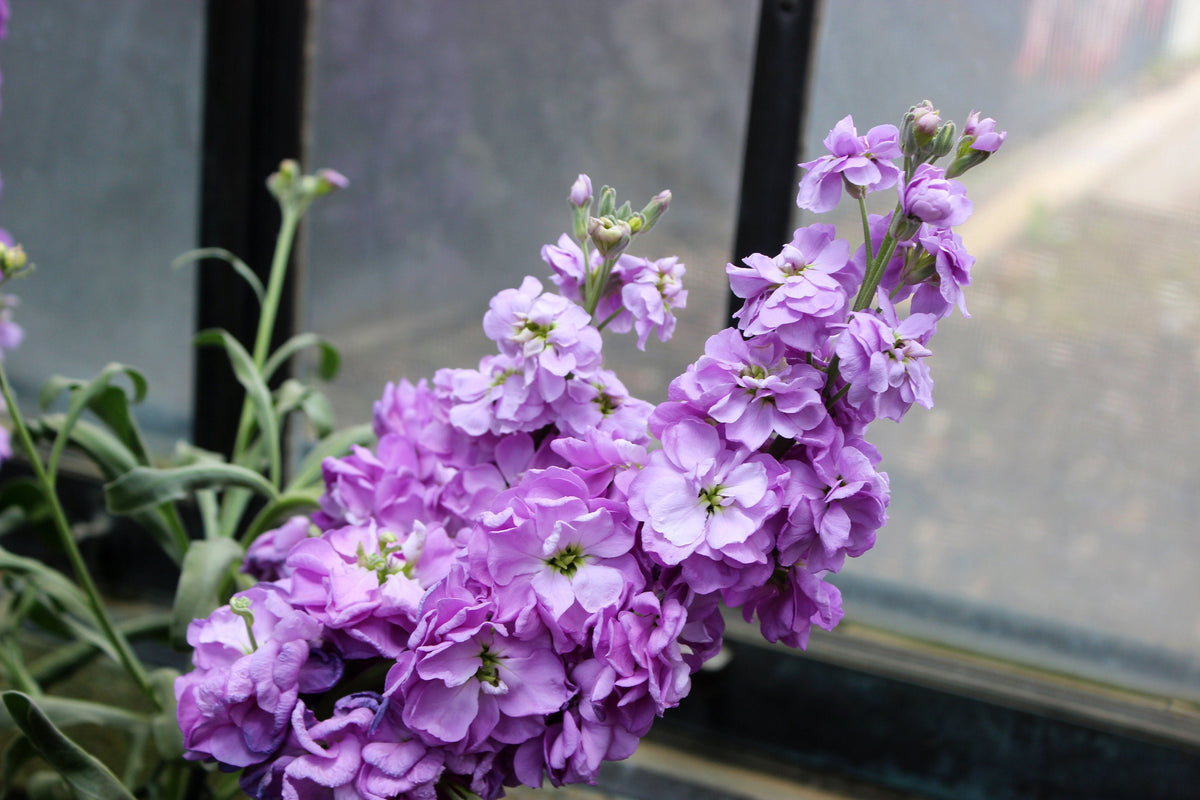 50 BLUE STOCK Matthiola Incana Ten-Week Gillyflower Seeds