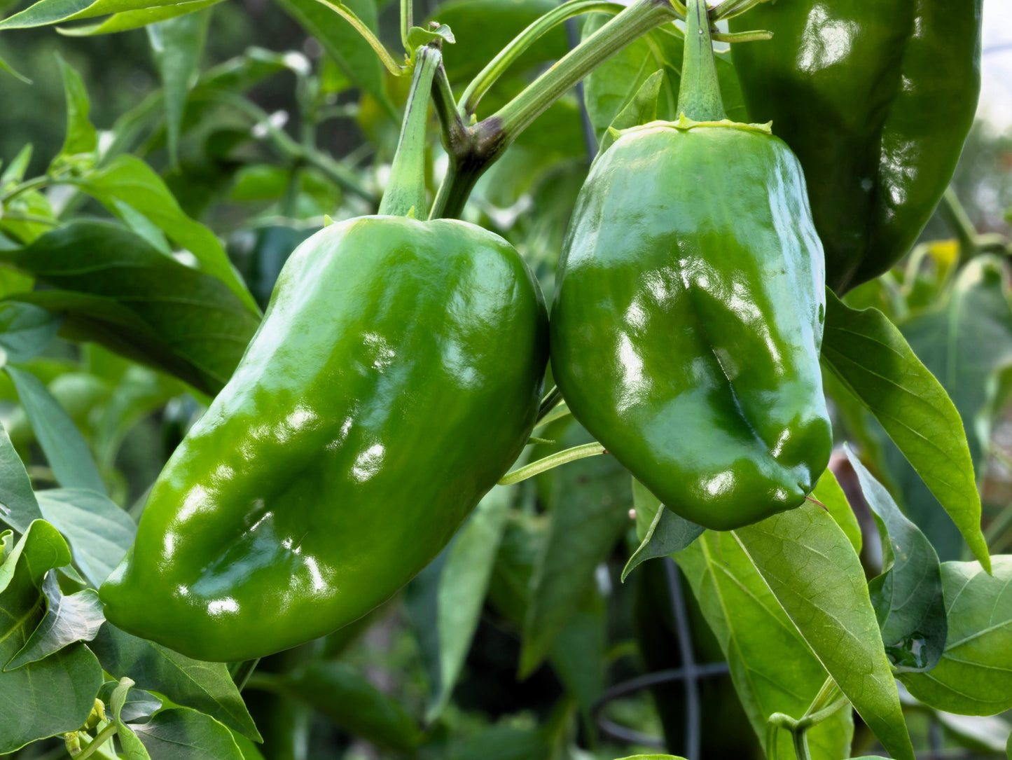 50 Ancho Poblano Pepper (Capsicum Annuum) Seeds