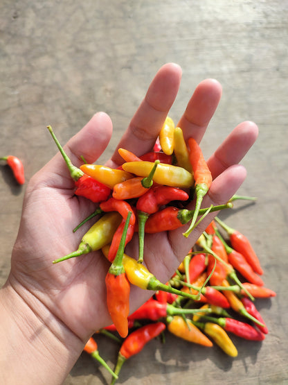 30 Birds Eye / Chilitepin Pepper (Capsicum Frutescens) Seeds