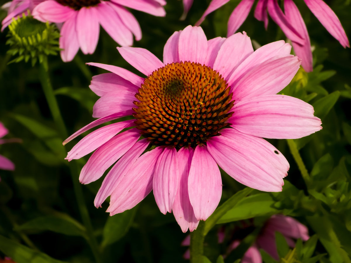 50 PINK BABY CONEFLOWER Echinacea Pallida Flower Seeds