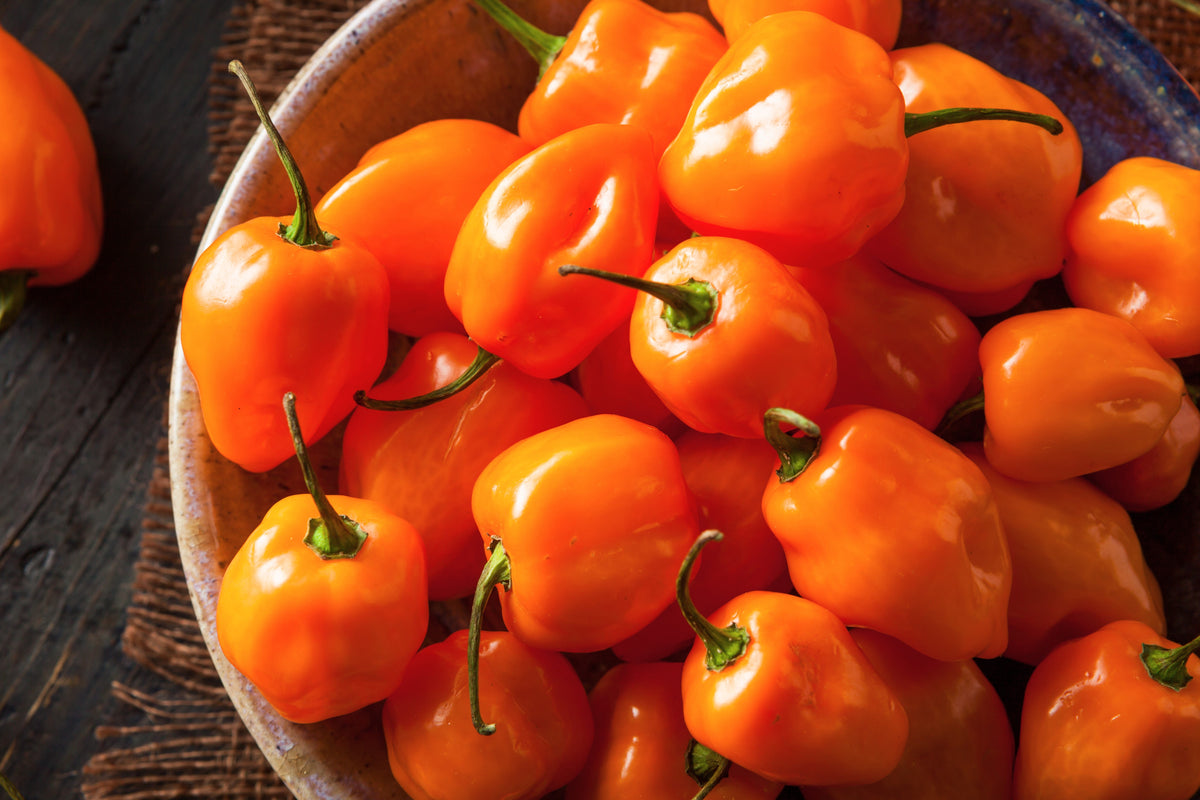 50 Hot ORANGE HABANERO PEPPER Capsicum Chinense Vegetable Seeds