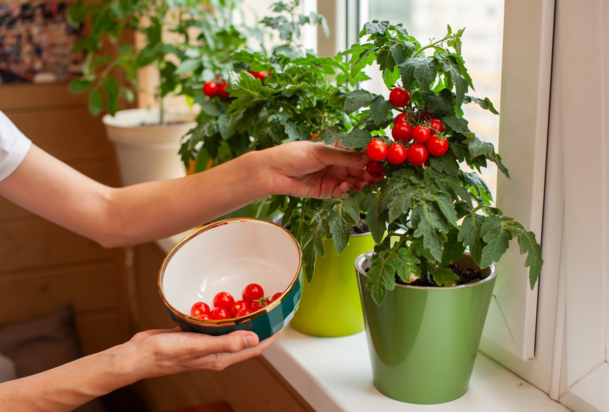 Tiny Tim Dwarf Cherry Tomato (Solanum lycopersicum) Seeds – 500 ct