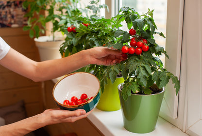 Tiny Tim Dwarf Cherry Tomato (Solanum lycopersicum) Seeds – 500 ct