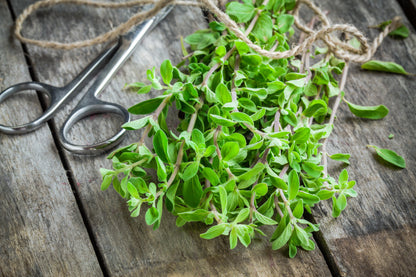 Sweet Marjoram (Origanum majorana) Seeds – 2,000 ct