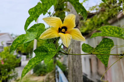 2 Gac Fruit (Momordica Cochinchinensis) Seeds