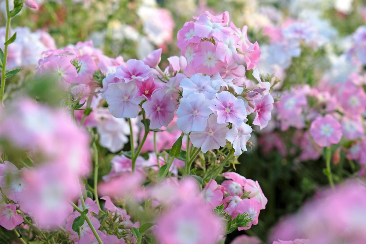 100 PHLOX OF SHEEP Pastel Mix Phlox Drummondii Multicolor Flower Seeds