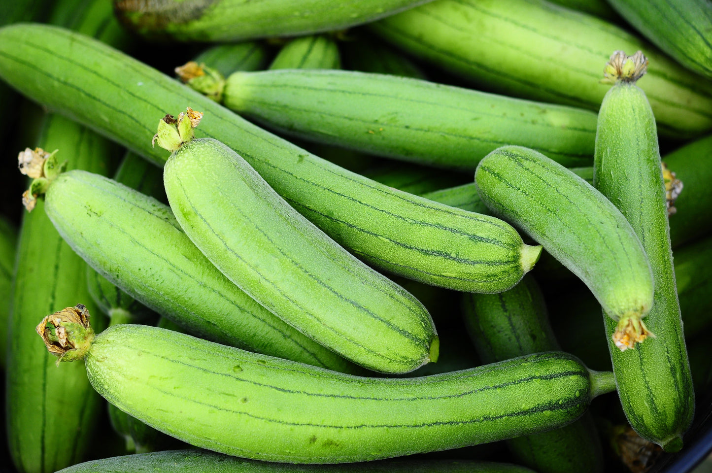 25 Luffa Sponge Gourd (Luffa Cylindrica) Seeds