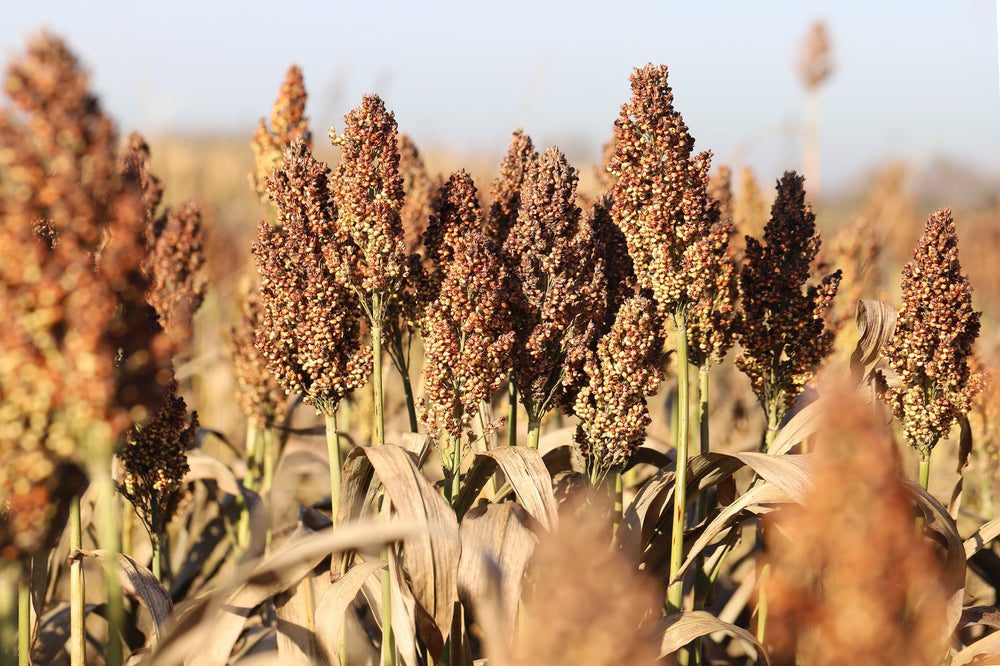 20 IOWA SWEET SORGHUM Bicolor Syrup Vegetable Grain Seeds