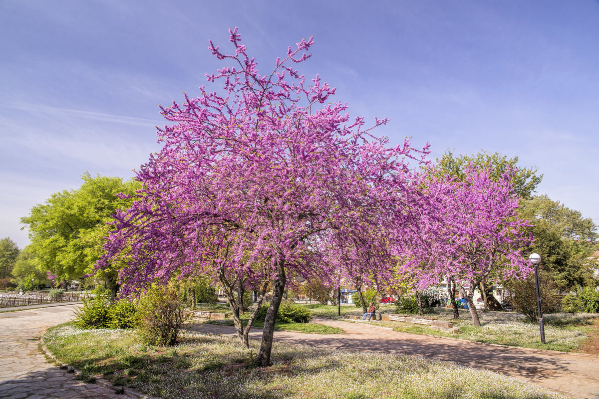 20 Eastern REDBUD TREE Cercis Canadensis Pink Flowering Native Tree Seeds