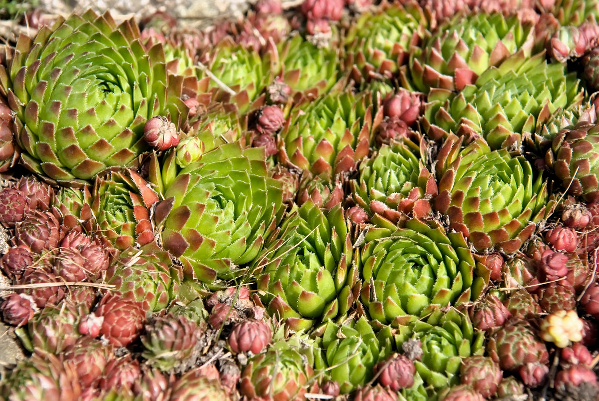 Mountain Houseleek (Sempervivum montanum) Seeds – 50 ct