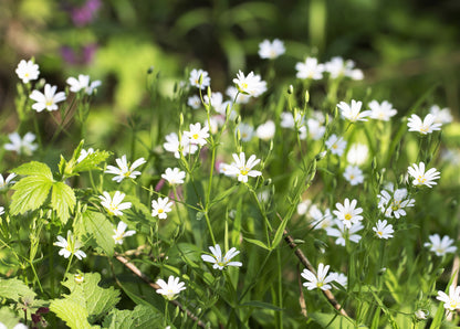 Organic Chickweed (Stellaria media) Seeds – 50 ct