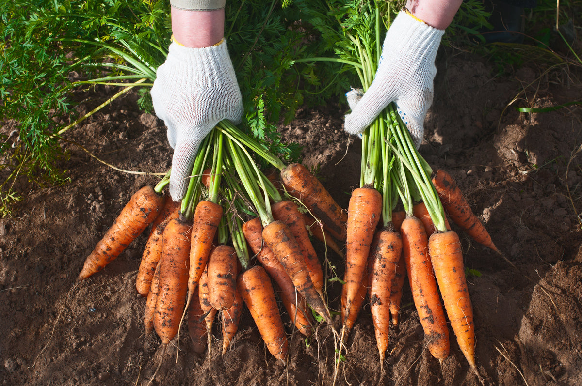 1500 Imperator 58 Carrot (Daucus Carota) Seeds