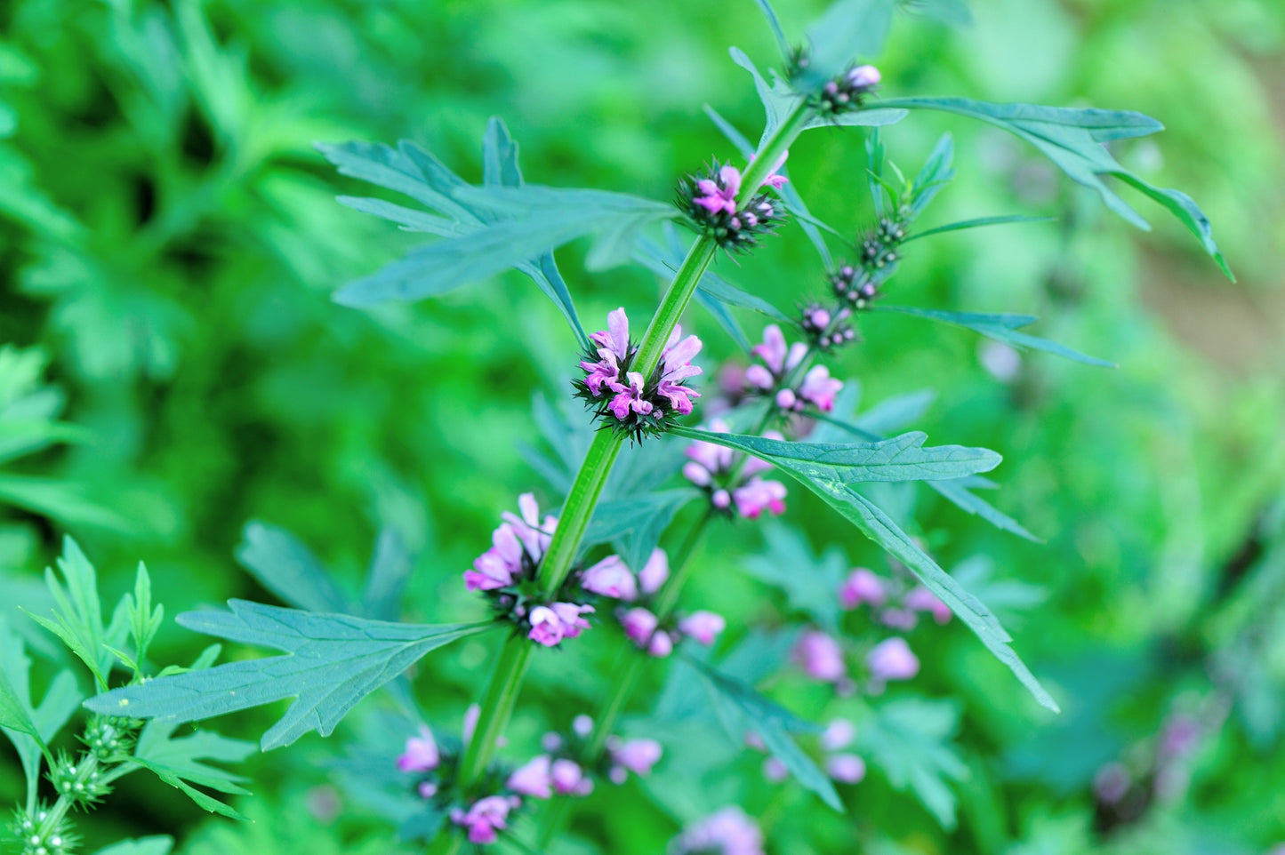100 Chinese Motherwort (Leonurus Japonicus) Seeds