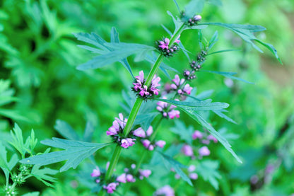 100 Chinese Motherwort (Leonurus Japonicus) Seeds