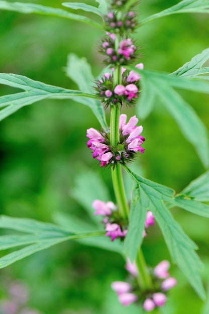 100 Chinese Motherwort (Leonurus Japonicus) Seeds