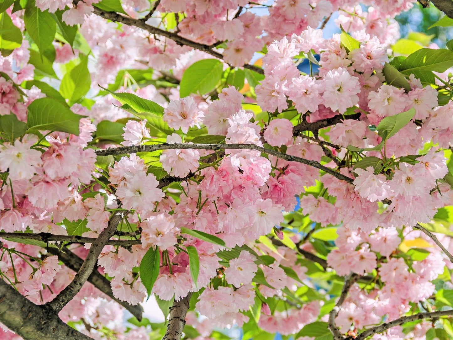 10 JapaneseMountain Cherry (Prunus Serrulata Spontanea) Seeds