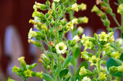 Aztec Tobacco (Nicotiana rustica) Seeds – 250 ct