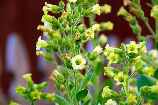 Aztec Tobacco (Nicotiana rustica) Seeds – 250 ct