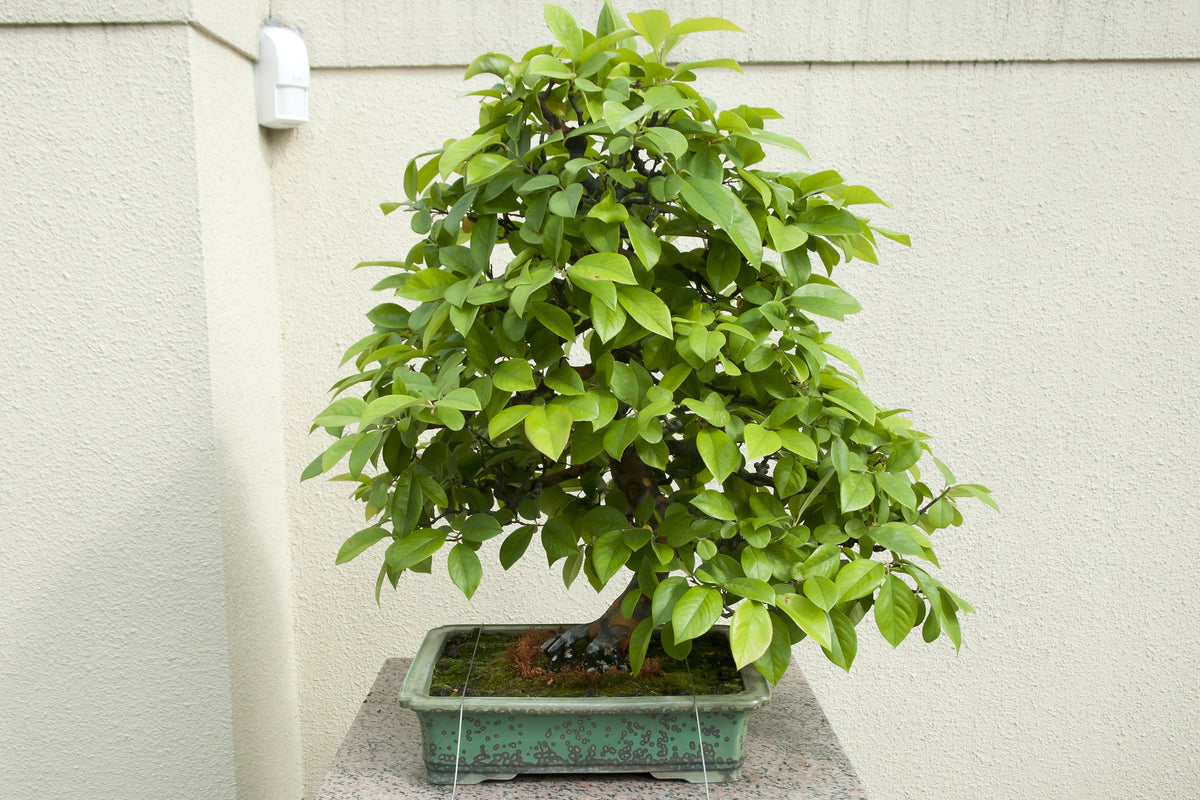 Chinese Quince (Pseudocydonia sinensis) Seeds – 20 ct