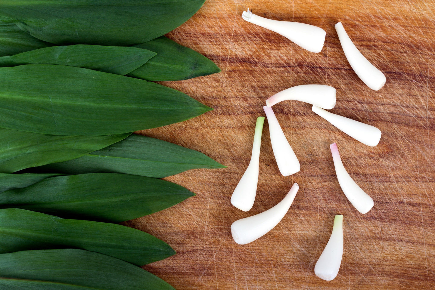 20 Ramp / Wild Leek (Allium Tricoccum) Seeds