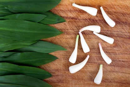 20 Ramp / Wild Leek (Allium Tricoccum) Seeds